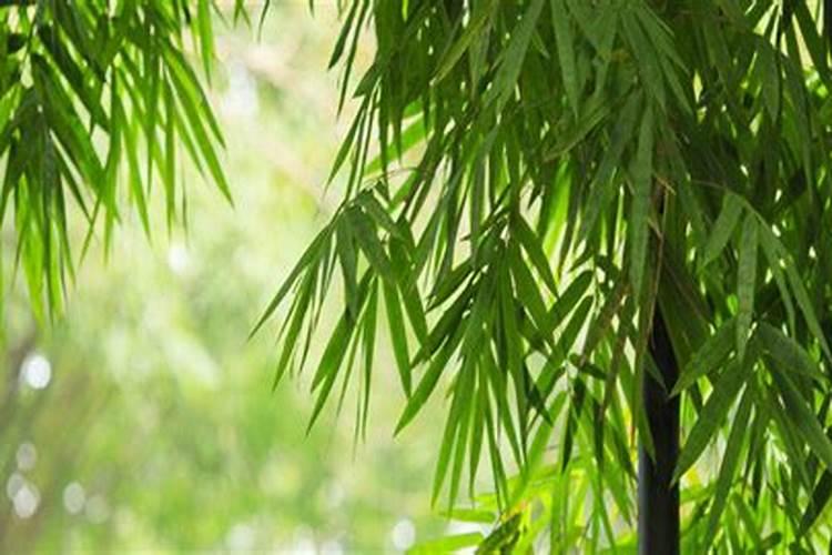 经过发酵的羊粪和饼肥施肥过量会烧死盆栽植物吗？