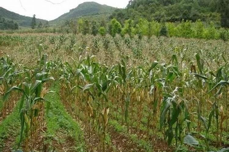 柴胡用什么化肥壮根