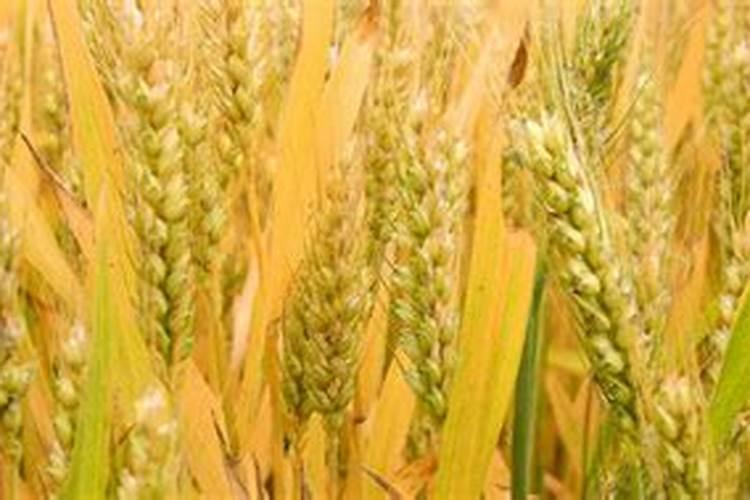 中国知名叶面肥生产厂家有哪些,那家做的比较好？