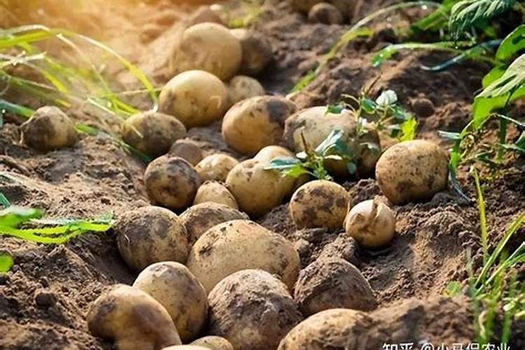 氯化钾是钾肥吗