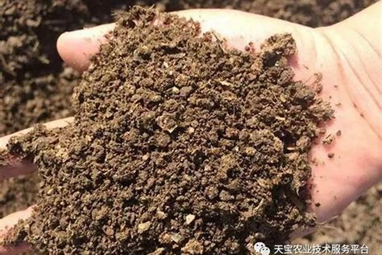 维生素维生素D的生理功能