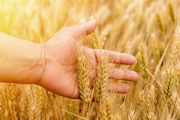 碱性土地用什么化肥