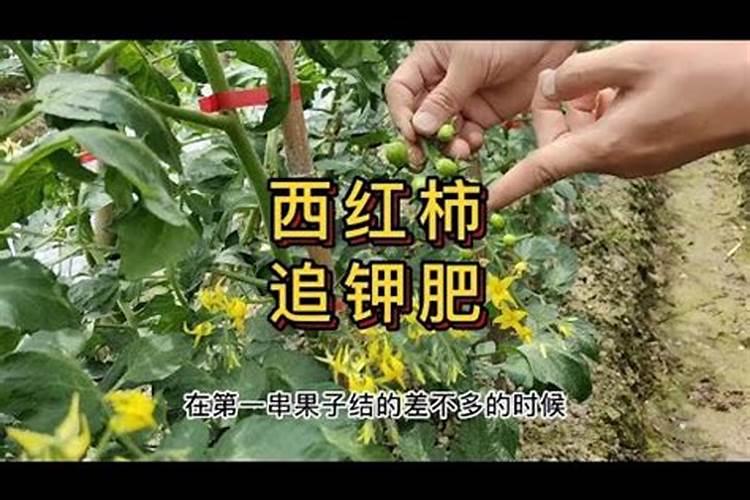 土豆应该施什么肥