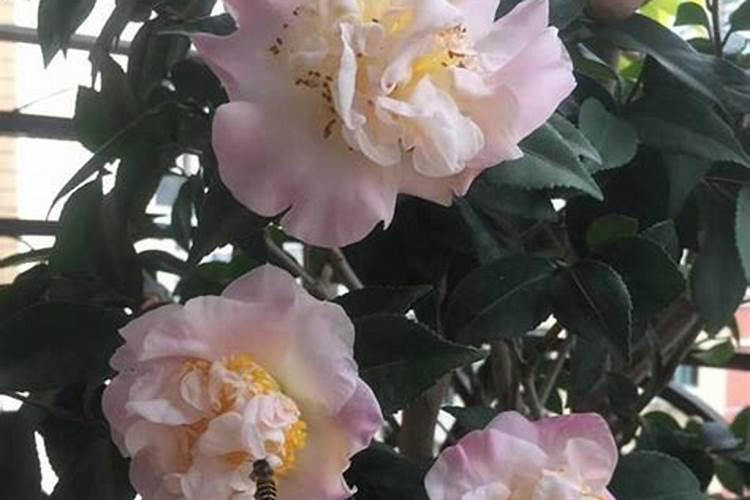 火龙果怎么间种与授粉