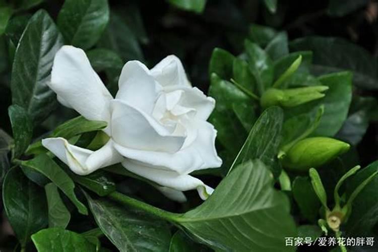 向日葵怎么施肥