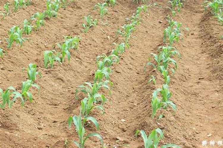 种植大豆怎样防治病虫害(大豆中后期病虫防治技术和用药)