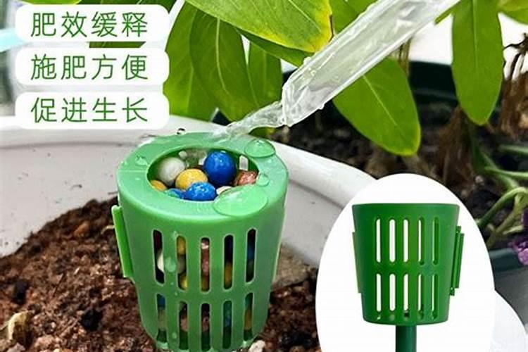 青柠的营养价值 和青柠的功效和作用 怎么吃好