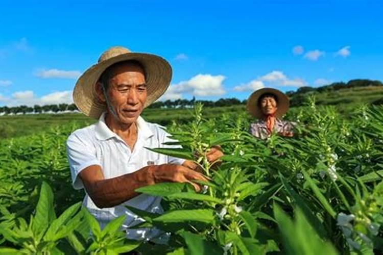 辣椒快速膨大用什么肥料,什么时候使用效果好