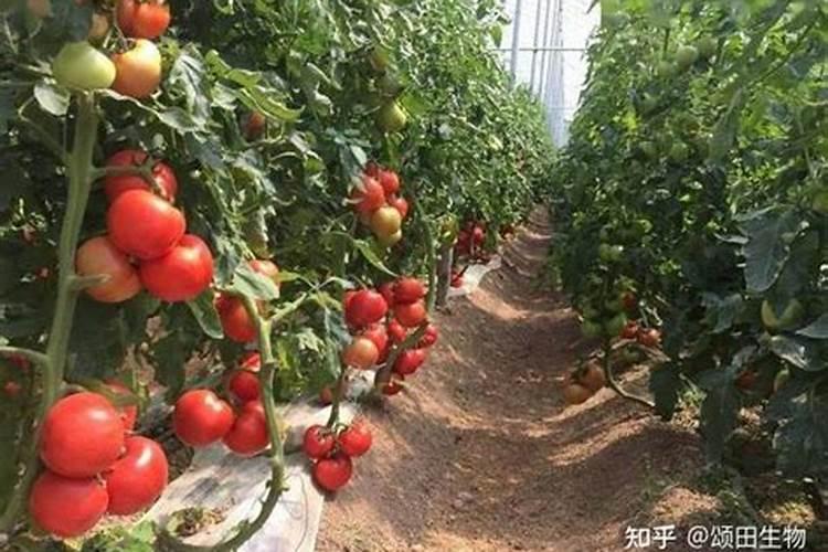 钾肥的肥效是多长时间