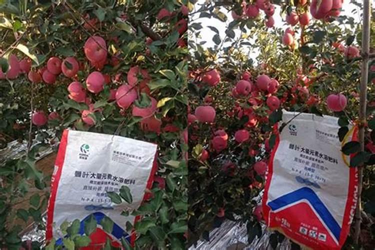 果树需要什么肥料？果树施什么肥料最好？