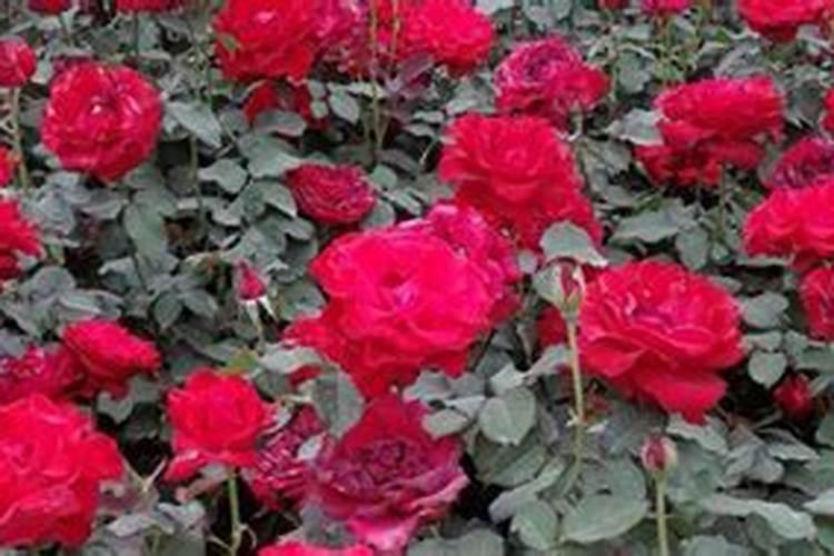 月季浇什么肥料合适