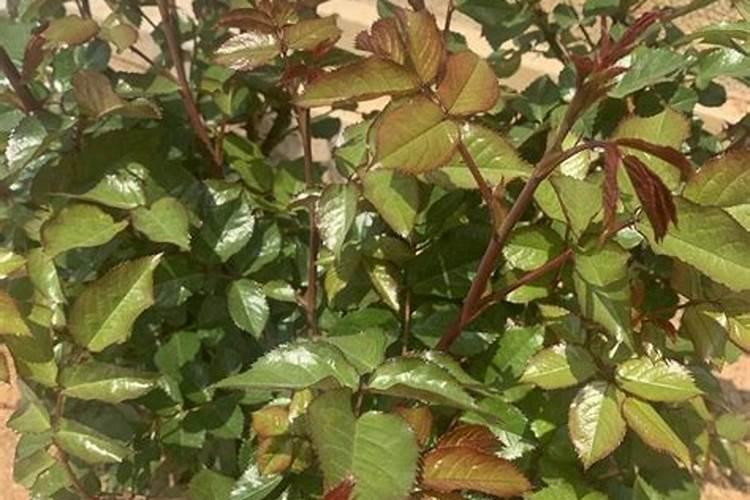 促使葡萄营养回流加速落叶的药物有哪些