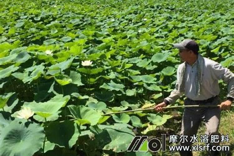 莲藕用什么肥料好？氯化钾好吗？