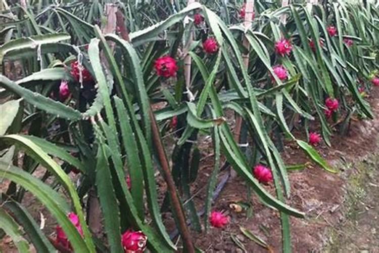 阳光玫瑰葡萄技术得到了种植户的认可吗？