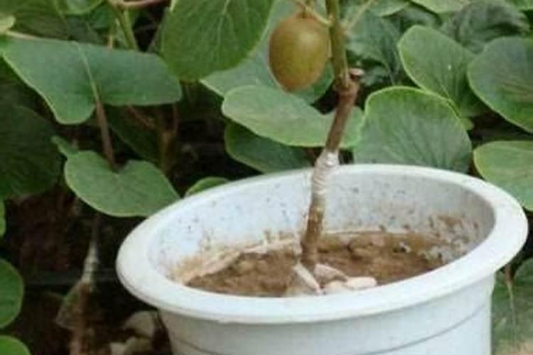 坏了的香蕉可以做花肥吗烂香蕉做花肥花会不会死