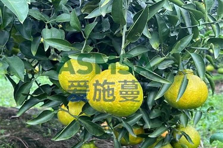 毛葱的种植时间和方法