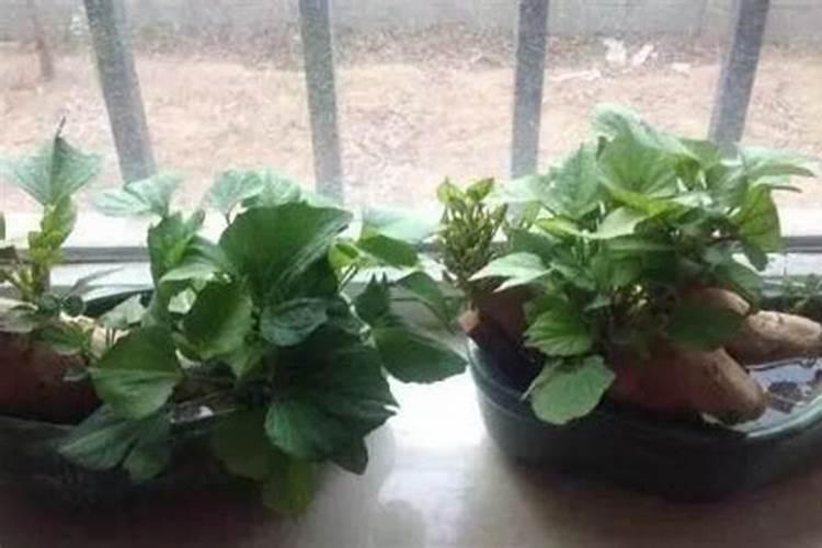 消化细菌鱼缸里面的正确使用