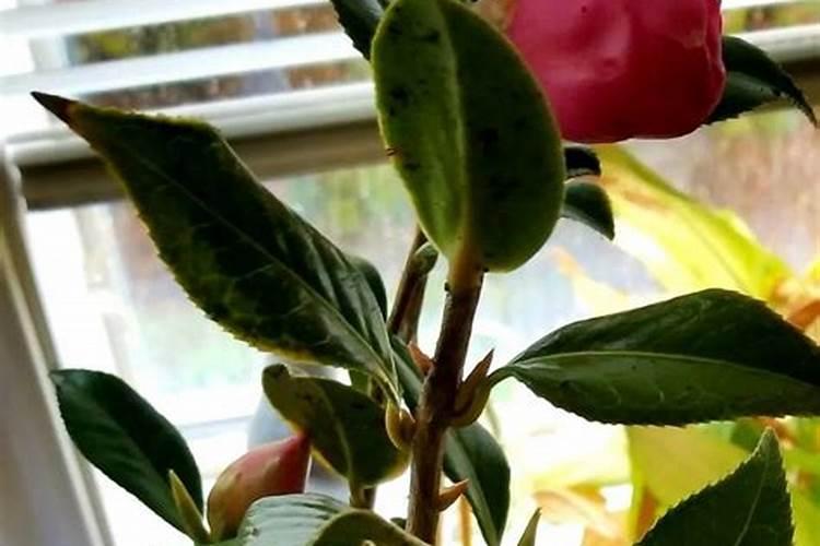 茶花花期能施什么肥 如何正确为它施肥