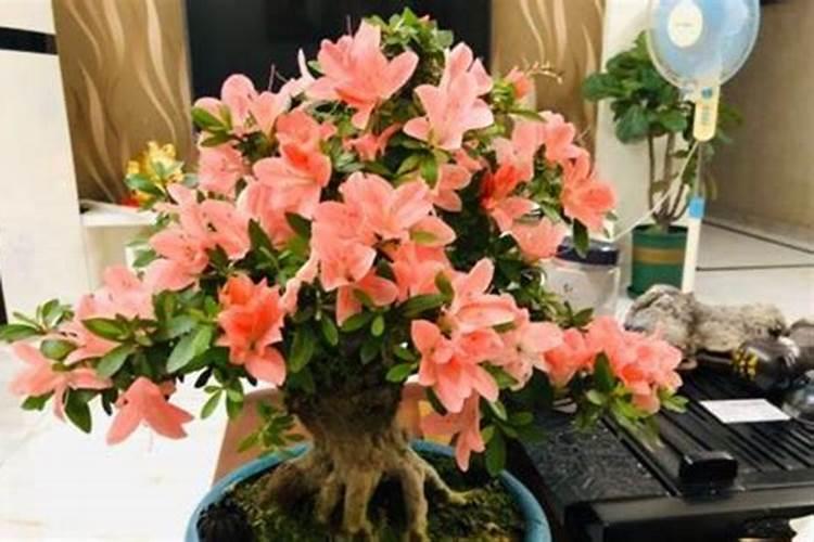 深圳买种花肥士的地方在哪里