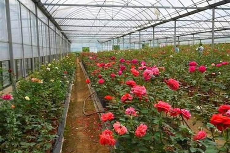 哪里可以买到便宜的果蔬种植土、花卉营养土？想在家里的阳台种些植物,经...