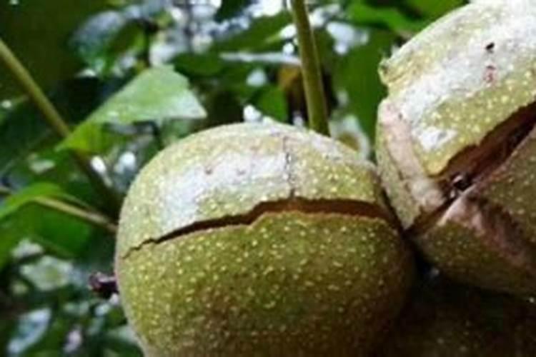 铵态氮肥有什么化学性质