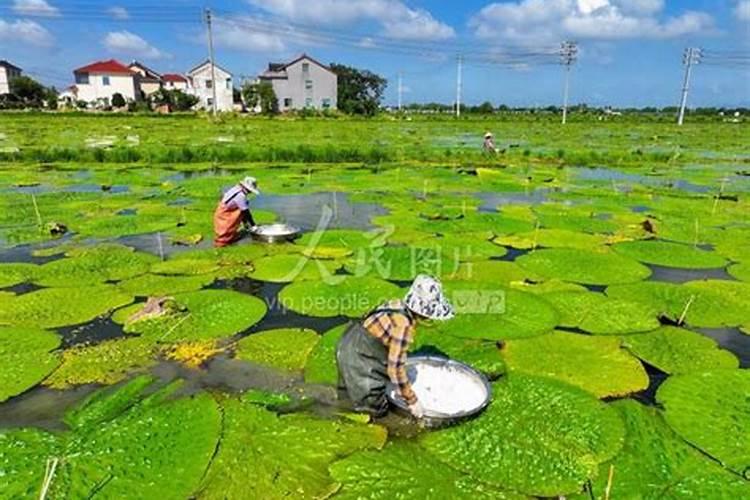 有什么化肥可以促进植物生根长叶