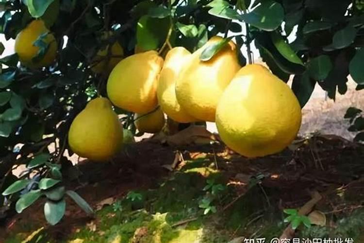 三元素复合肥怎么使用