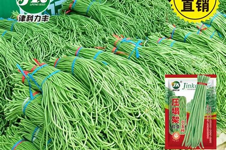 豆角花期用什么肥最好