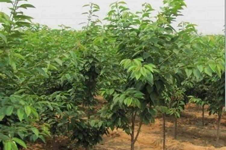 山东沃鲁特生产的奥星沃鲁施果树专用肥质量好吗