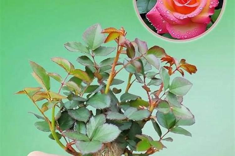 芒果新叶病变用什么药