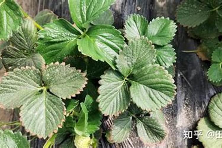 黄瓜苗种植在花盆里行吗