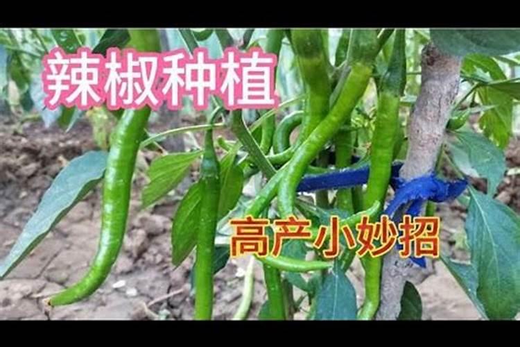 辣椒已结果了追什么肥好？