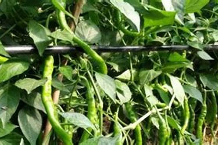 脐橙采果后喷什么叶面肥好