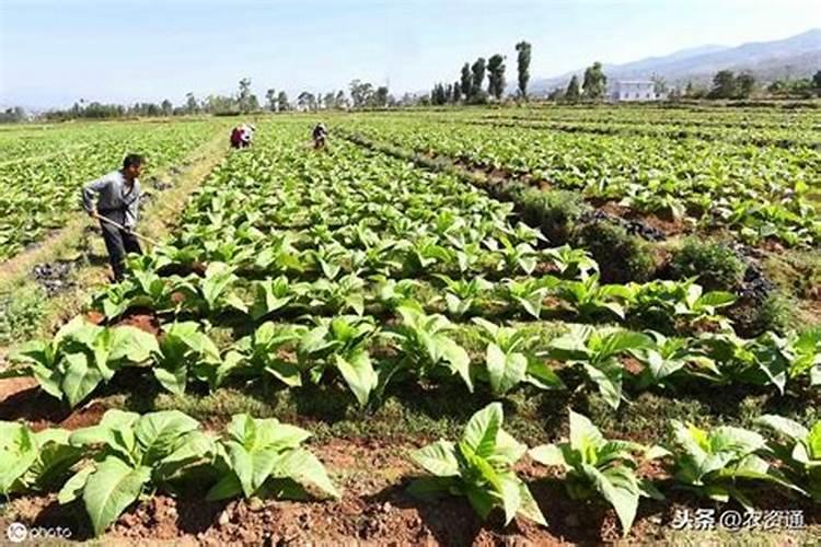 多肉浇什么肥水最好