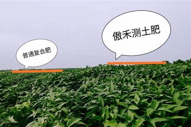 哈密瓜施肥最佳时间