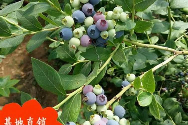 请问蓝莓用什么肥料最好