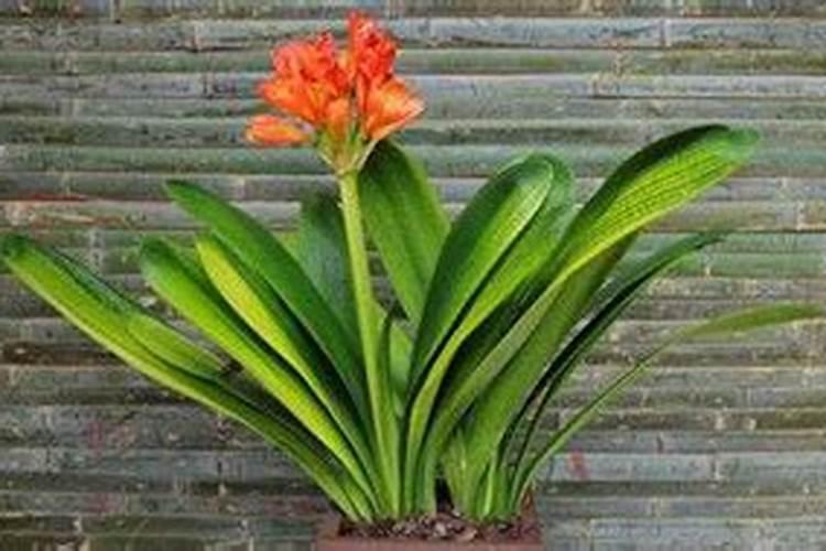 君子兰花肥哪个好