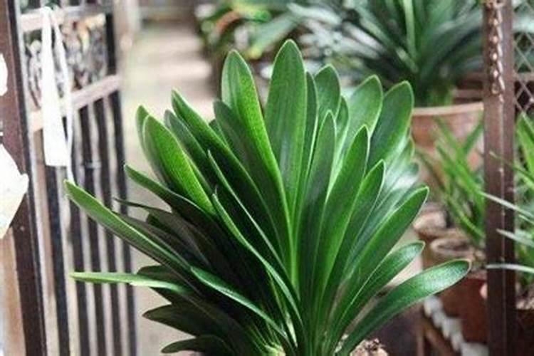 君子兰施什么肥最好