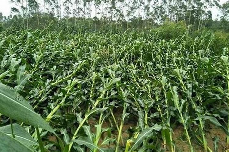 玉米几个叶追肥最好？