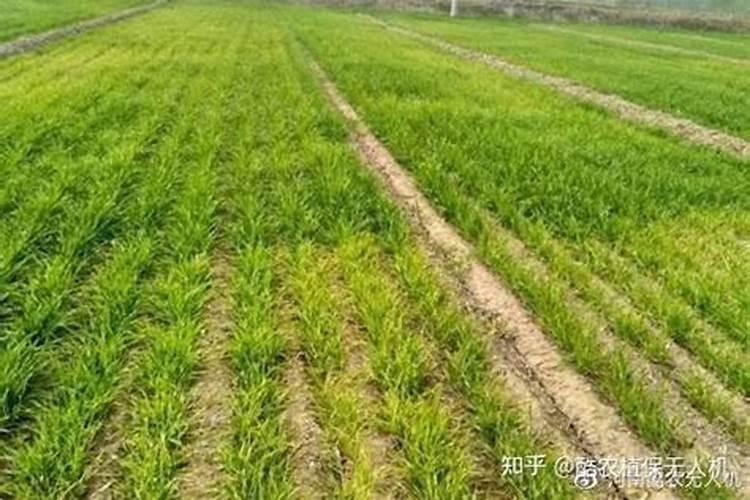 磷肥用于什么农作物,附使用方法