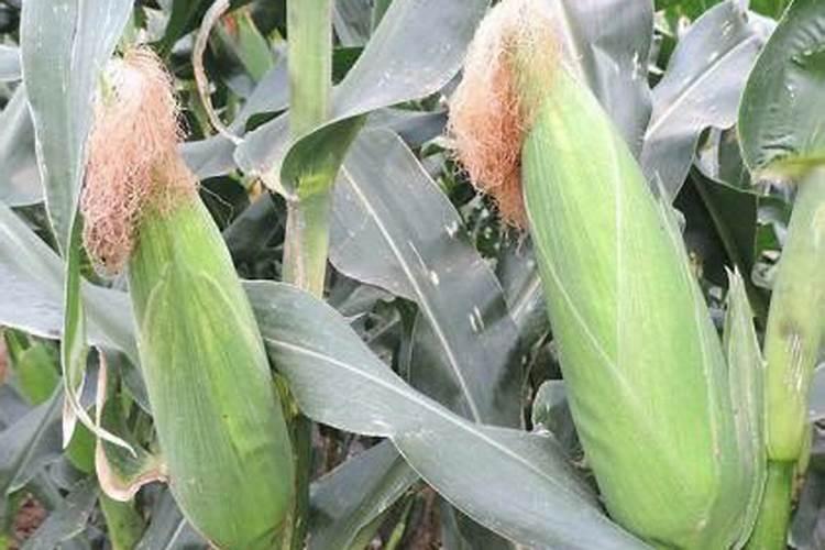 玉米贪青晚熟怎么办 玉米养护需要注意什么