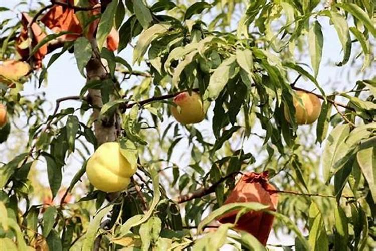 如何对映霜红桃苗正确的施肥