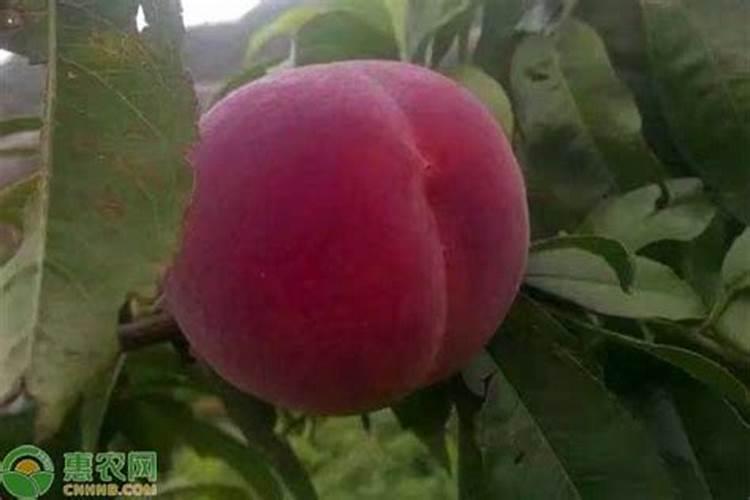 桃树映霜红什么时候施肥最好？