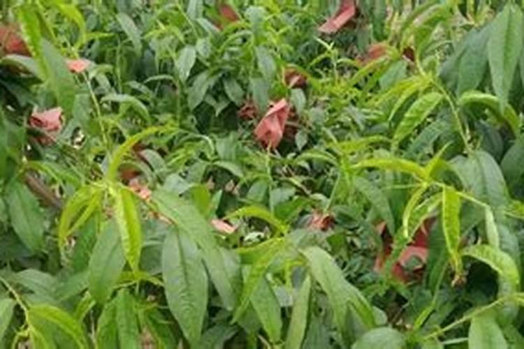 映霜红桃第一次膨果是在什么时候