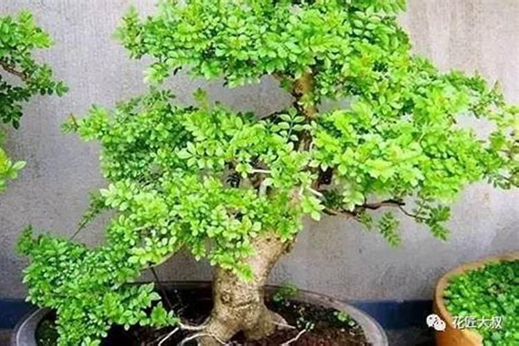 对节白蜡适合什么肥