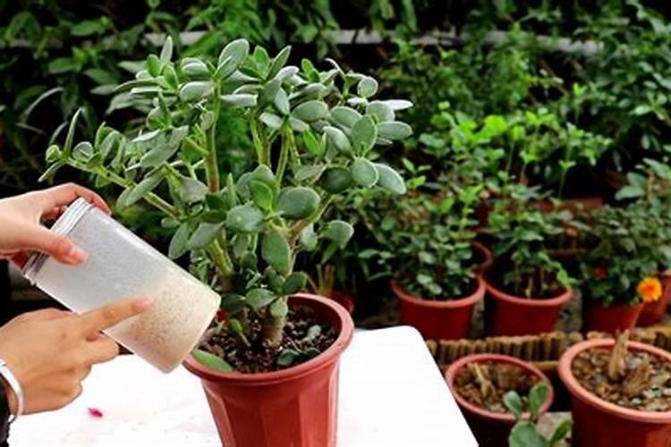 玉树用什么肥料长得最快