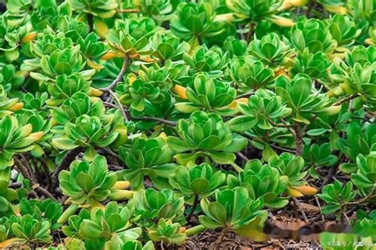 玉树喜欢什么肥料