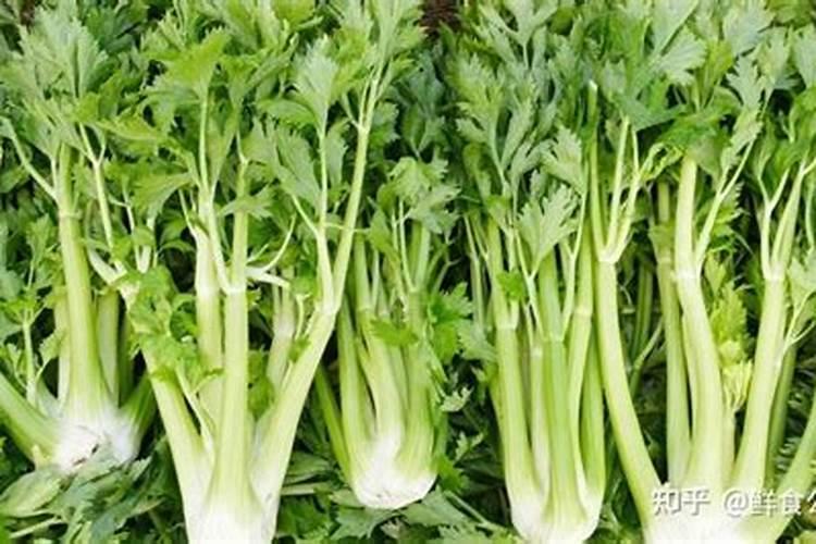 芹菜浇水冲石灰可以吗