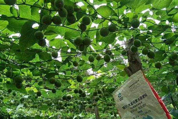 罗汉果施肥注意事项及方法 罗汉果施肥注意事项及方法介绍