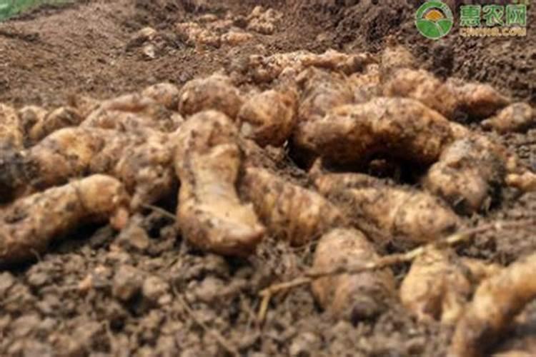 流体硼氨基酸芸苔素混用对西瓜的作用